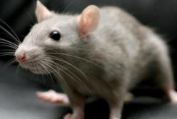 Курьезное ограбление: в ювелирный магазин пробрался необычный вор (видео)