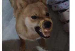 Пес запутался в спагетти и тем самым насмешил Сеть (видео)