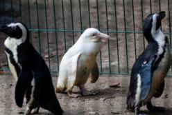 Самый необычный пингвин-альбинос живет в Польше (видео)