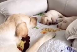 Мама! И этим все сказано (видео)