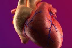 Ученые вырастили настоящее сердце в лаборатории (видео)