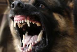 На Харьковщине пес загрыз 71-летнюю пенсионерку (видео)