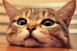 10 самых старых котов в мире: они могут жить до 40 лет! (видео)