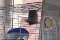 Хомяк-акробат с треском провалил свой трюк (видео)