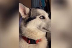 Хитрая хаски прикинулась невиновной в порче хозяйских наушников (видео)