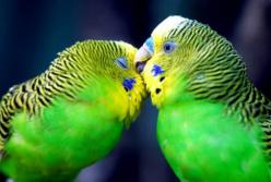 Потешное поздравление со Всемирным днем домашних животных (видео)