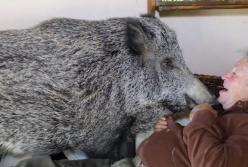 До чего додумались: самые необычные домашние питомцы (видео)