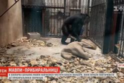 В китайском зоопарке шимпанзе научились убирать свои вольеры (видео)