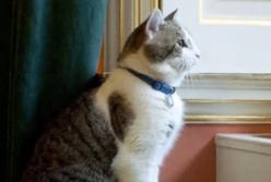 Правительственный кот, который пережил нескольких премьеров (видео)