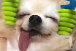 Пес кайфует от массажера (видео)