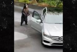 Сети насмешил медведь, который пытался угнать Mercedes (видео)