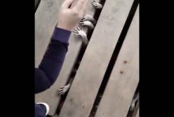 Лапки енотов, просовывающиеся сквозь доски, насмешили интернет-пользователей (видео)