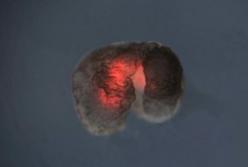 Живые роботы стали размножаться новым путем (видео)