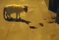 "Что это было?" Реакция кота на драку двух мышей, которые сильно увлеклись (видео)