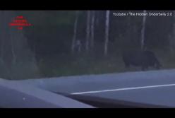 Горлум? В канадском лесу сняли на видео странное существо (видео)