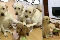 Псы сдали соплеменника, имеющего другой окрас (видео)