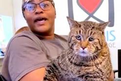 Огромный кот невероятных размеров попал в приют, почему за ним выстроилась очередь? (видео)