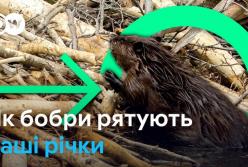«Інженери екосистем»: як бобри відроджують річки, стримують пожежі та повені — історія Софіенфліс біля Берліна