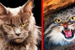 Самые опасные коты: их невозможно приручить (видео)