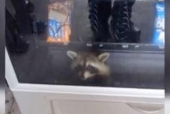 Енот-воришка застрял в автомате с едой, когда хотел украсть вкусняшки (видео)