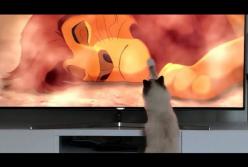 Кот очень эмоционально смотрит сцену из мультфильма "Король Лев" (видео)