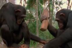 Обезьяна, которая умеет делать оружие: поразительная логика (видео)