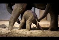 Маленький слонёнок учится ходить (видео)