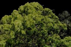 Самое высокое в мире тропическое дерево обнаружили ученые (видео)