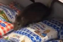 В Ровно в магазине среди пакетов с молоком застрял крыса (видео)