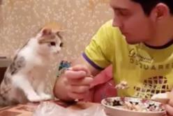 "Какой жадина!" Вежливая кошка терпеливо выпрашивает еду у мужчины (видео)