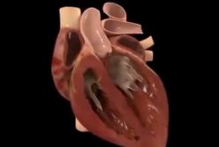 Наши мощные органы: сердце выплескивает кровь на расстояние 9 метров (видео)