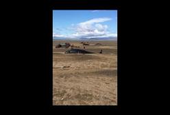 Около 50 китов погибло в Исландии (видео)