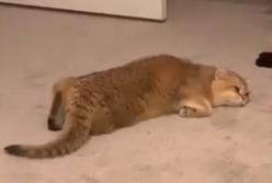 Ленивый кот перемещается по квартире как червяк (видео)