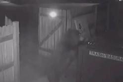 Забавное видео, как огромный медведь ворует целый мусорный контейнер (видео)