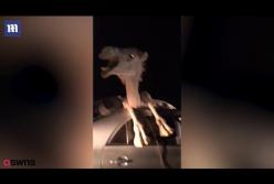 Верблюд застрял в машине после ДТП (видео)