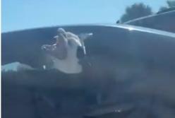 Смешной пес высунул голову из машины (видео)