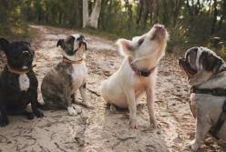 Сеть насмешил поросенок, который думает, что он собака (видео)