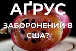 Аґрус під забороною: чому напівпрозора ягода десятиліттями була поза законом у США