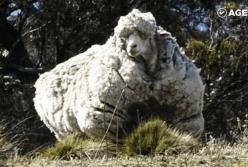 Ушел баран, а вернулось непонятно что! (видео)