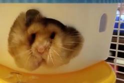 Жадному хомяку щеки мешают просунуться в домик (видео)