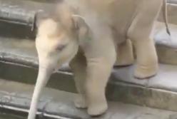 Игривый слоненок взбивает хоботом воду в бассейне: дети они такие дети (видео)