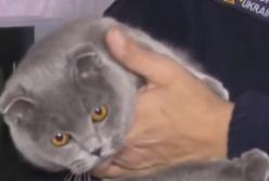 Кошка спасла хозяина-спасателя от смерти (видео)