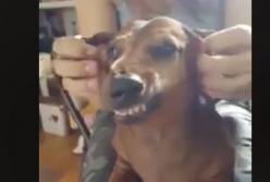 Такса научилась вертеть носом вправо и влево, делая смешной оскал (видео)