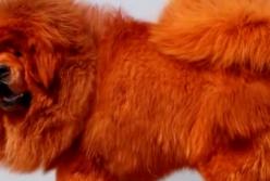 Самые статусные собаки в мире (видео)