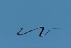 Летающая змея: отвратительное зрелище (видео)