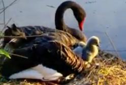  Пара черных лебедей учит своих птенцов плавать в первый раз (видео)