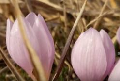 Как в сказке: подснежники и крокусы расцвели в Украине (видео)