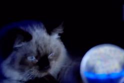 10 очень крутых гаджетов для домашних любимцев: они будут в безопасности (видео)