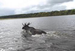Собака переплыла реку верхом на лосе (видео)