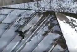 Ворона сноубордист (видео)